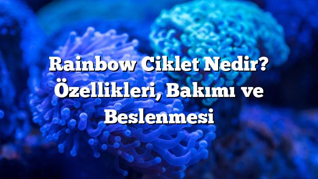 Rainbow Ciklet Nedir? Özellikleri, Bakımı ve Beslenmesi