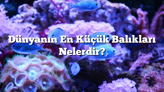 Dünyanın En Küçük Balıkları Nelerdir?