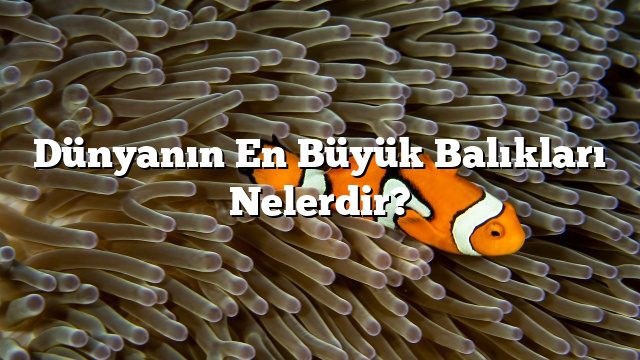 Dünyanın En Büyük Balıkları Nelerdir?