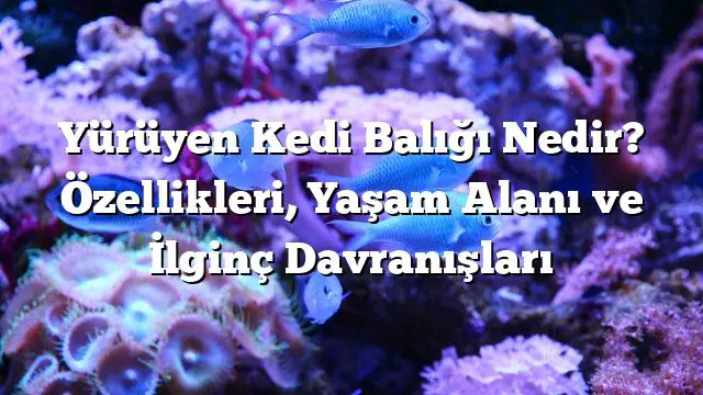 Yürüyen Kedi Balığı Nedir? Özellikleri, Yaşam Alanı ve İlginç Davranışları