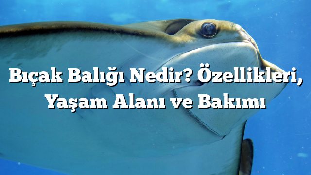 Bıçak Balığı Nedir? Özellikleri, Yaşam Alanı ve Bakımı