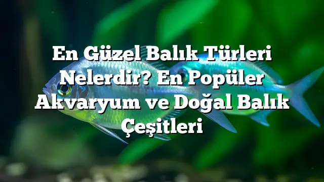 En Güzel Balık Türleri Nelerdir? En Popüler Akvaryum ve Doğal Balık Çeşitleri